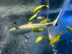 -太平洋海底世界