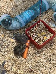 -卡通尼·Safari非洲探索乐园·生日会(金桥国际商业广场店)