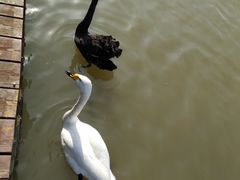 -盐城丹顶鹤湿地生态旅游区