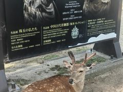 -奈良公园