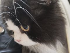 -安安宠医宠物医院·异宠·犬猫内科(岳阳分院)
