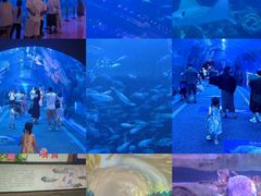 -成都浩海立方海洋公园
