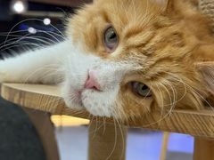 -喵园·猫主题咖啡厅·撸猫·猫咖(国贸店)