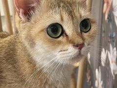 -楼上猫咖(罗湖店)