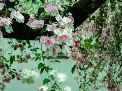 -深圳国际园林花卉博览园