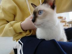 -Heymao猫咖.咖啡厅(东门店)