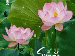 -四川大学(华西校区)