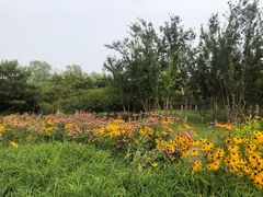 -大兴滨河森林公园