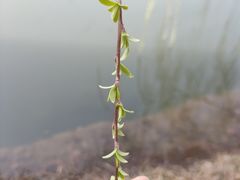 -洋湖国家湿地公园