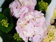 -龙大花卉苗木市场