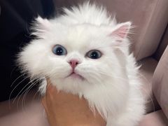 -喵百万·布偶·蓝金金渐层英短·猫舍(百子湾店)