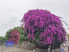 -朱大嘴肥肠血旺(福字街店)