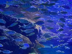 -江和美海洋公园