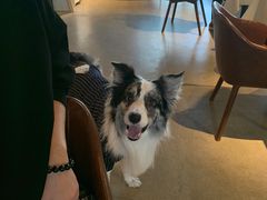 -百好乐宠物友好餐厅(朝外大街店)