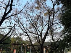 -王借岗森林公园