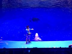 -芜湖新华联大白鲸海洋公园