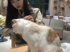 -藏猫猫咖啡主题馆(中央大道店)