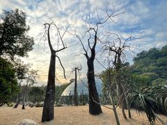 -深圳仙湖植物园