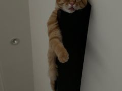 -艾贝尔宠物医院·24H转诊中心·肿瘤猫专科(江宁双龙店)