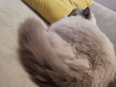 -啵啵喵·猫咖(攀华国际店)