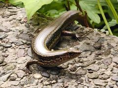 -西岭雪山大飞水景区