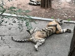 -大连森林动物园