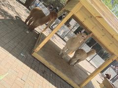 -长白岛森林公园