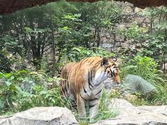 -红山森林动物园