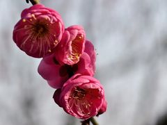 -香雪海