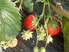 -胜丰草莓采摘园
