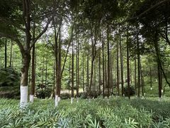 -重庆中央公园(渝北区)