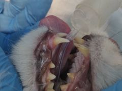 -瑞派康怡24h宠物医院·犬猫医疗中心·微创绝育(瑞景分院)