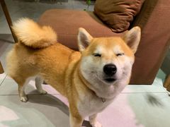 -柴务处·柴犬主题狗咖