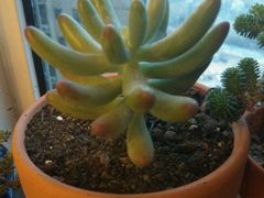 -秦美花卉(天朗·莱茵小城2期店)