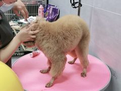 -宠福鑫康馨动物医院·骨科·眼科