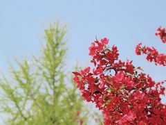 -北京国际鲜花港