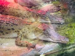 -迪拜水族馆及水下动物园