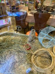 -卡通尼·Safari非洲探索乐园·生日会(金桥国际商业广场店)