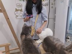 -楼上猫咖(罗湖店)