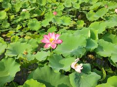 -莲花池公园