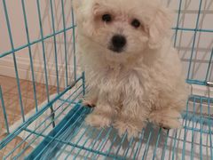 -翊宠yipet猫狗购宠庄园犬舍•猫舍