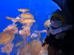 -烟台海昌鲸鲨海洋公园