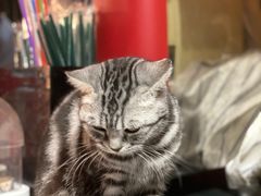 -猫色咖啡·猫咖