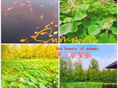 -微山湖红荷湿地景区