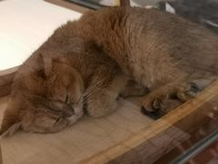 -momokira米努特·德文卷毛猫·棉花面纱犬
