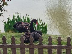 -荷兰花海