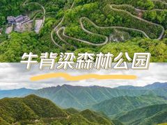 -牛背梁国家森林公园