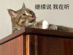-关爱宠物医院·猫科中心·消化科(滨湖万达分院)