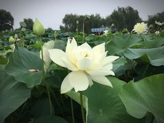 -白洋淀景区