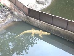 -清迈夜间动物园